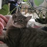 Foto del gato perdido en Grenoble