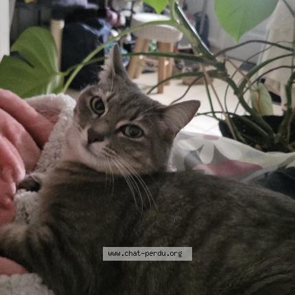 Foto 1/1 Mochi Chat perdido en Grenoble