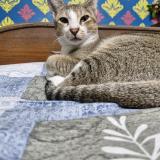 Foto del gato perdido en Fulia