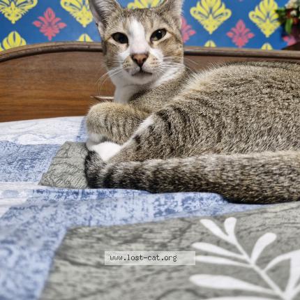 Foto 1/1 Mutu Chat perdido en Fulia