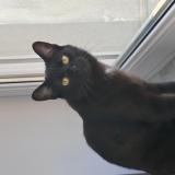 Foto del gato perdido en Moyeuvre Grande