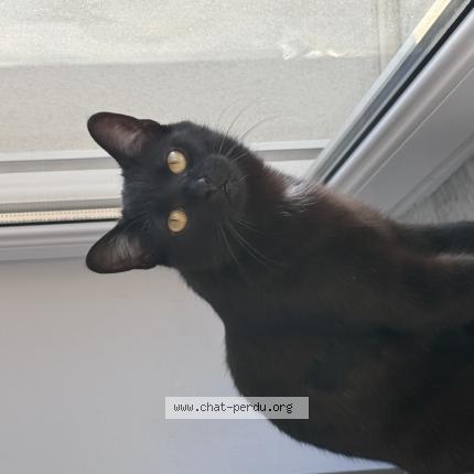 Foto 1/1 Kino Chat perdido en Moyeuvre grande