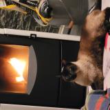 Foto del gato perdido en Nieppe