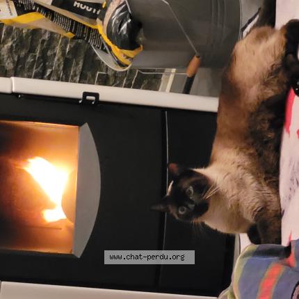 Foto 1/1 TWIX Chat perdido en Nieppe