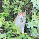 Foto del gato perdido en Saivres