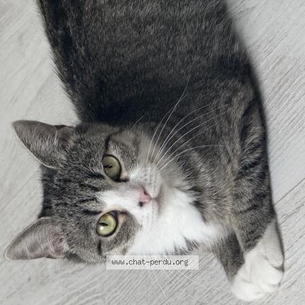 Foto 1/1 Cocotte Chat perdido en Tourcoing