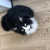 Foto del gato perdido en Chemille Sur Deme