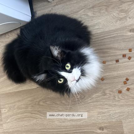 Foto 1/1 Rocket Chat perdido en Chemille sur deme