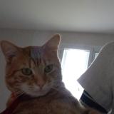 Foto del gato perdido en La Charite Sur Loire