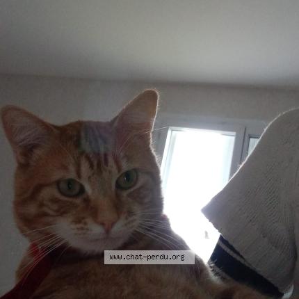 Foto 1/1 Symba Chat perdido en La charite sur loire