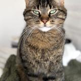 Foto del gato perdido en Jard Sur Mer