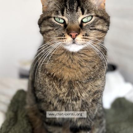 Foto 1/1 Cosmo Chat perdido en Jard sur mer