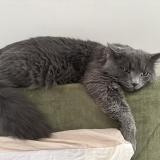 Foto del gato perdido en Massy