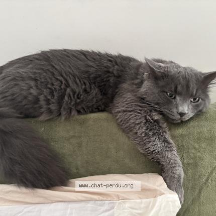 Foto 1/1 RASHFORD Chat perdido en Massy