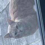 Foto de gato encontrado en Le Perreux Sur Marne