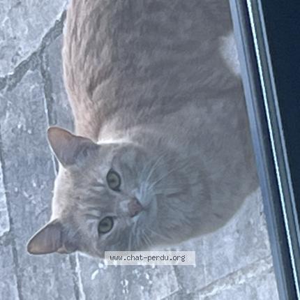 Foto 1/1 Gato encontrado Encontrado en Le perreux sur marne