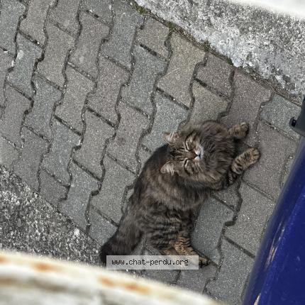 Foto 1/1 Gato encontrado Encontrado en Capendu