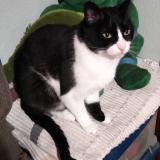 Foto del gato perdido en Santa Marta De Tormes