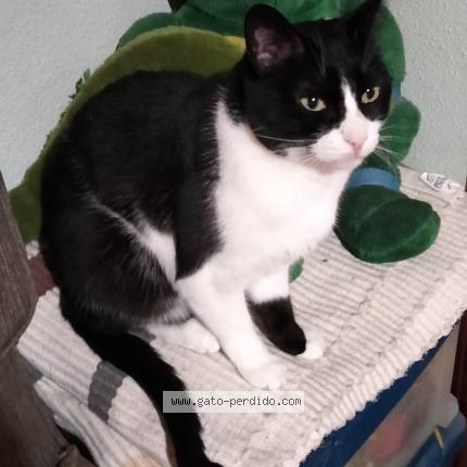 Foto 1/1 Runa Chat perdido en Santa marta de tormes