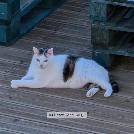 Foto 1/1 Mimi Chat perdido en Cardaillac