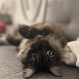 Foto del gato perdido en La Tour De Treme