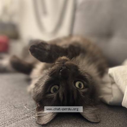 Foto 1/1 Nugget Chat perdido en La tour de treme