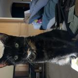 Foto del gato perdido en La Jarne