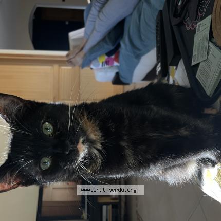 Foto 1/1 Violette Chat perdido en La jarne