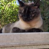 Foto de gato encontrado en Issy Les Moulineaux