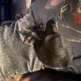 Foto del gato perdido en Outarville