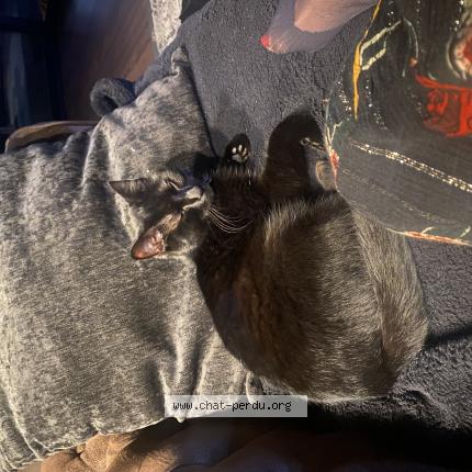 Foto 1/1 YUMI Chat perdido en Outarville