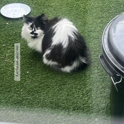 Foto 1/1 Gato encontrado Encontrado en Tourcoing