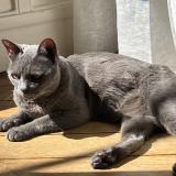 Foto del gato perdido en Crouy En Thelle