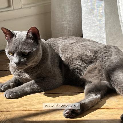 Foto 1/1 Litchi Chat perdido en Crouy en thelle