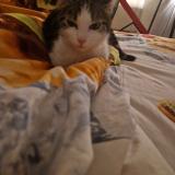 Foto del gato perdido en Pessac