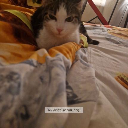 Foto 1/1 Gnocci Chat perdido en Pessac