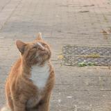 Foto de gato encontrado en Linselles