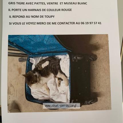 Foto 1/1 Toupie Chat perdido en Condat