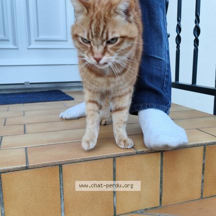 Foto 1/1 Gato encontrado Encontrado en Suresnes