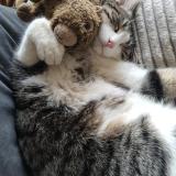 Foto del gato perdido en Tarare