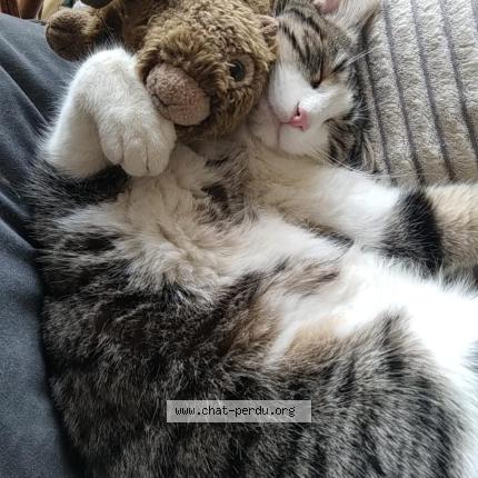 Foto 1/1 Pistache Chat perdido en Tarare