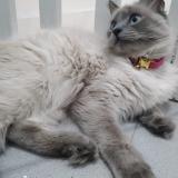 Foto del gato perdido en Bezons