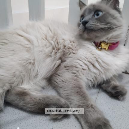 Foto 1/1 Nelly Chat perdido en Bezons