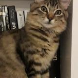 Foto del gato perdido en Castelnau Montratier