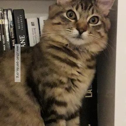 Foto 1/1 Ulla Chat perdido en Castelnau montratier