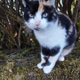 Foto de gato encontrado en Saint Leger Magnazeix