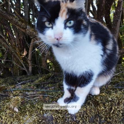 Foto 1/1 Gato encontrado Encontrado en Saint leger magnazeix