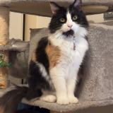 Foto del gato perdido en Bonnieres Sur Seine