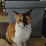 Foto del gato perdido en Evron