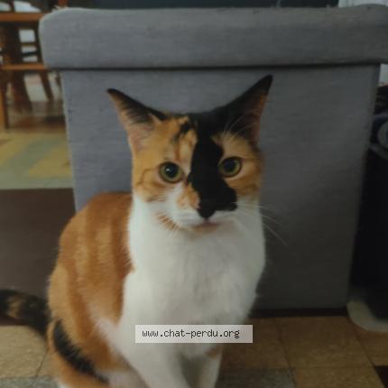 Foto 1/1 Lily Chat perdido en Evron